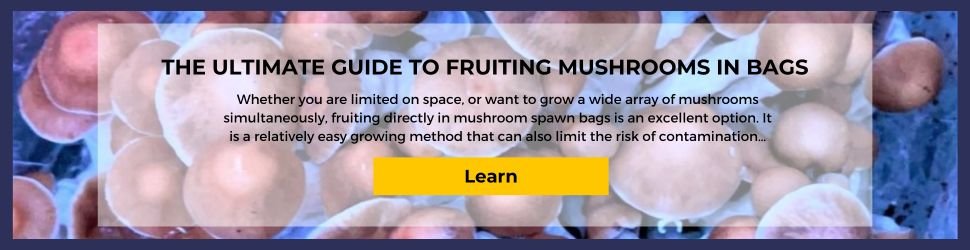 Blog banner desktop - fruiting mushrooms in bags