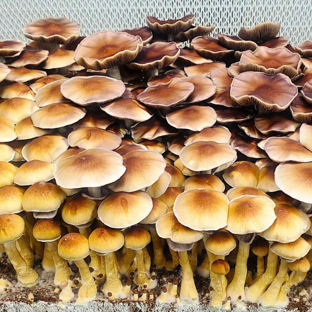 Blue Meanie Mushrooms Growing