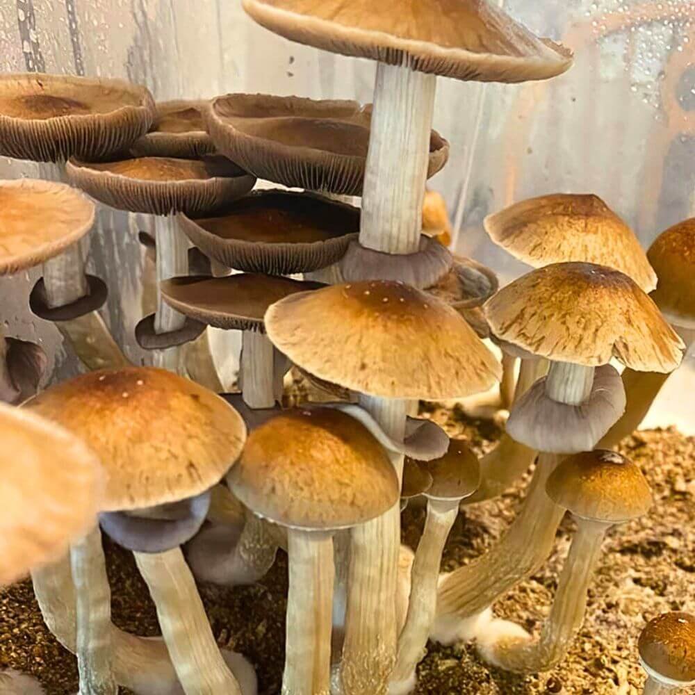Golden Mammoth Mushrooms Growing