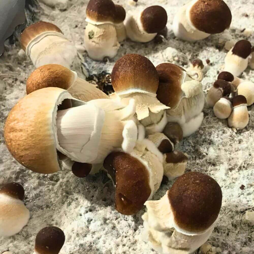 Golden Penis Envy Mushrooms Growing