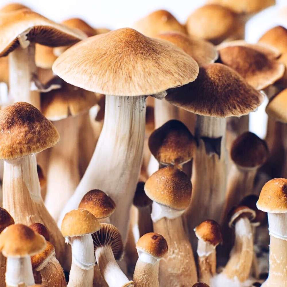 Golden Teacher Mushrooms Growing
