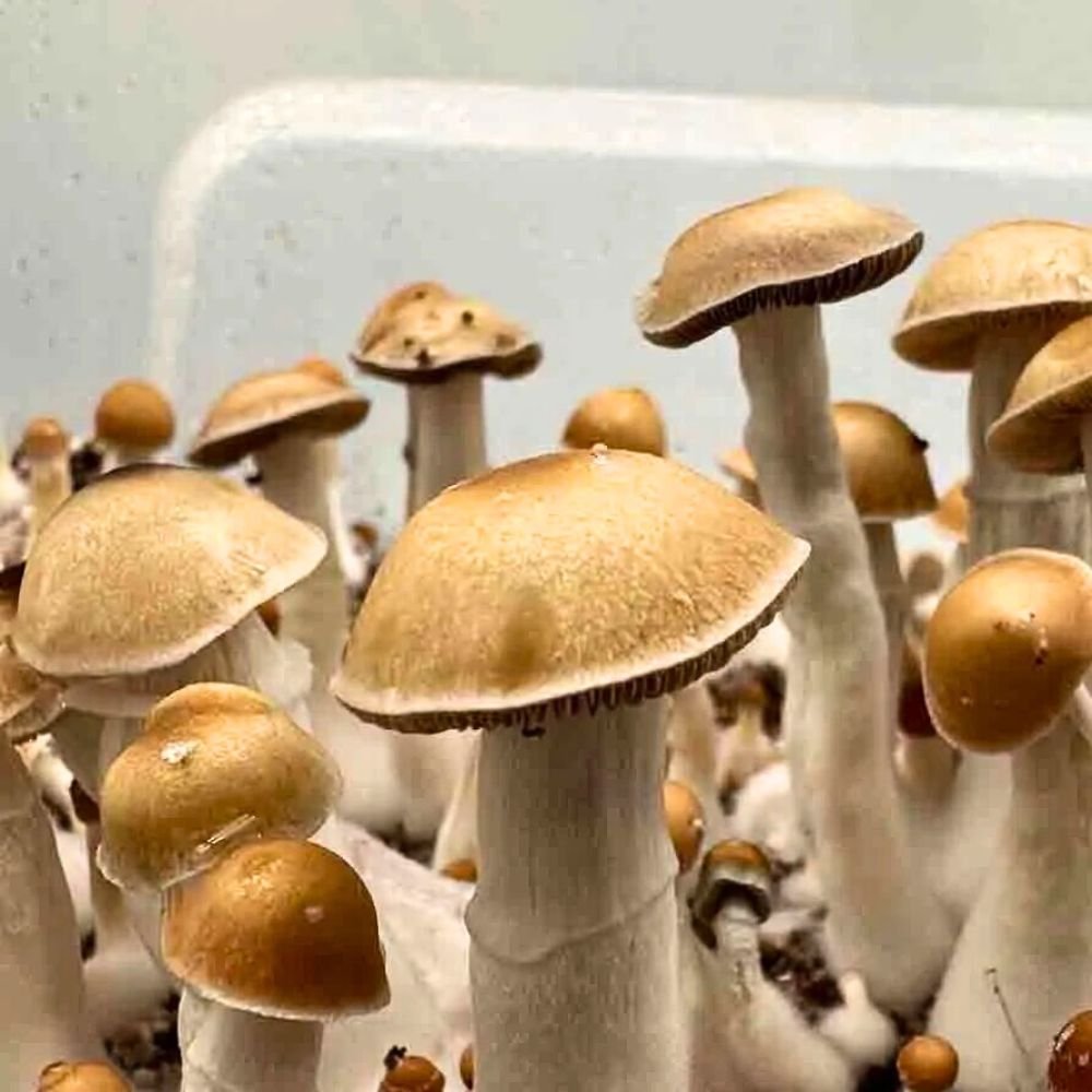Jedi Mind Fuck Mushrooms Growing