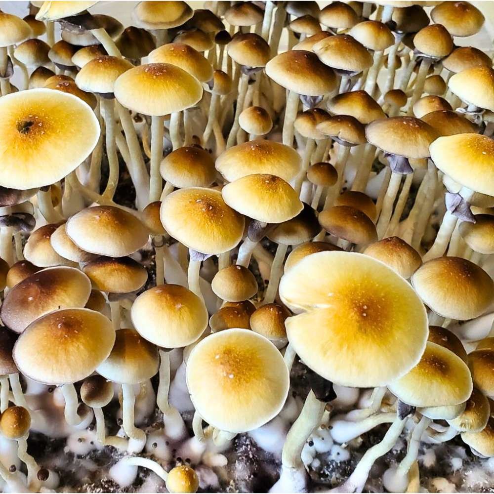 PES Amazon Mushrooms Growing