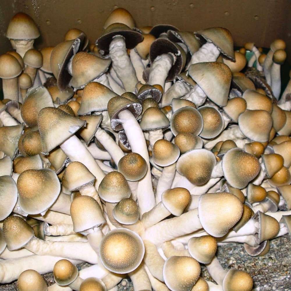 Penis Envy 6 Mushrooms Growing