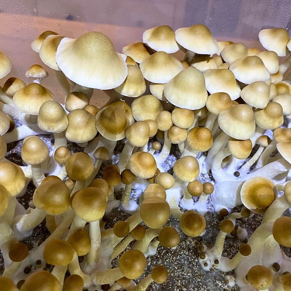 Trans Envy Mushrooms Growing