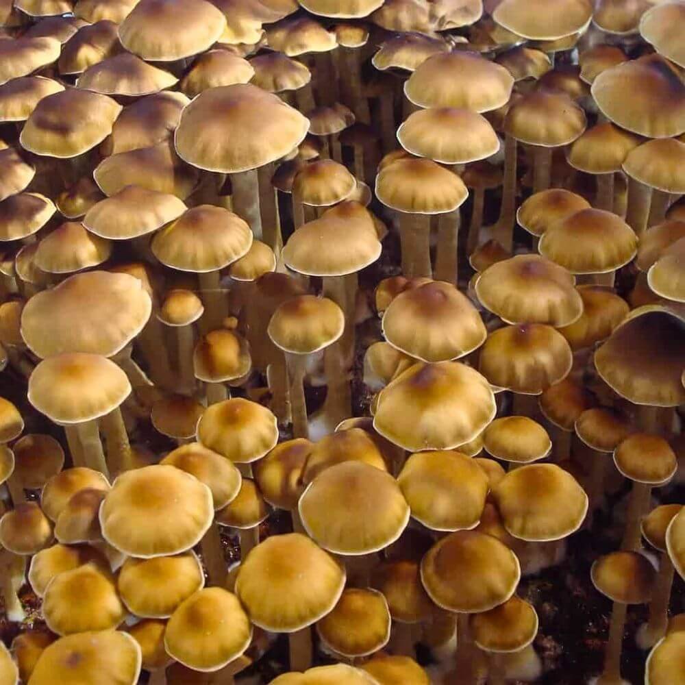 Tsunami Mushrooms Growing