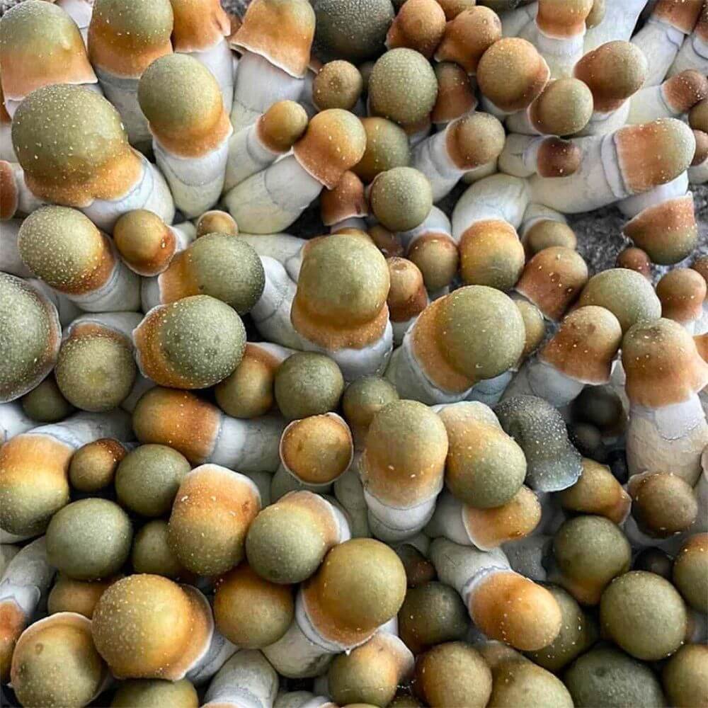 Uncut Penis Envy Revert Mushrooms Growing