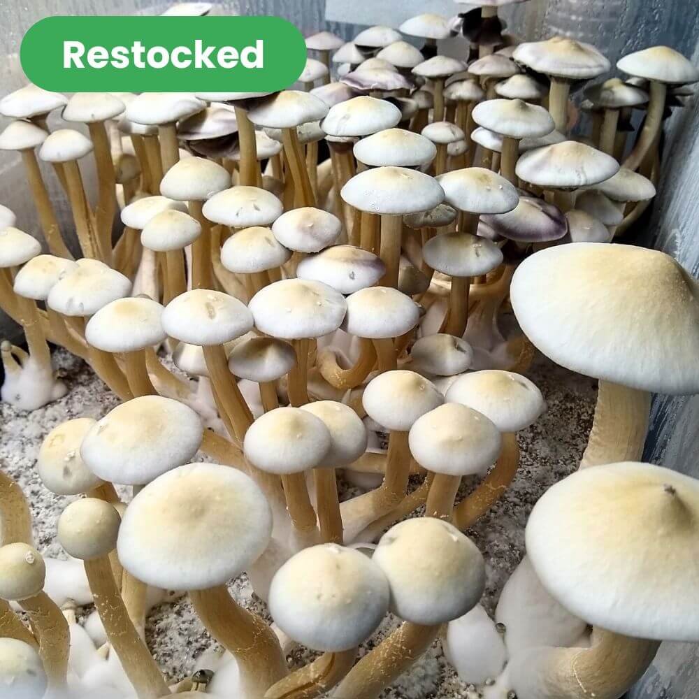 leucistic albino golden teacher mushrooms growing - Restocked