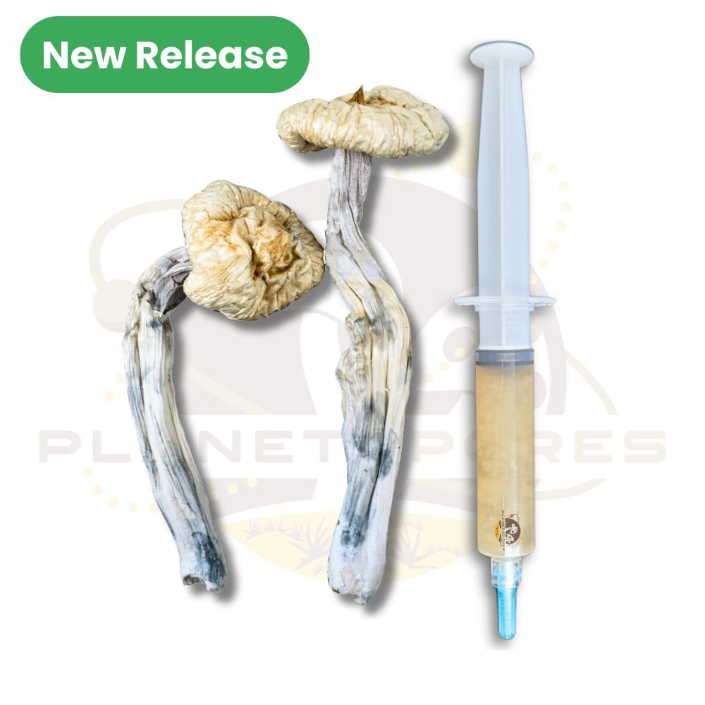 leucistic golden teacher magic mushroom liquid culture syringe - New release